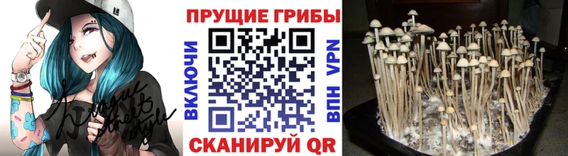 Галлюциногенные грибы Cubensis  продажа наркотиков  Курчалой 